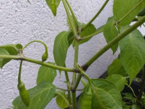 Rocoto Aji Largo