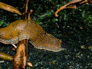 160830_Nacktschnecke