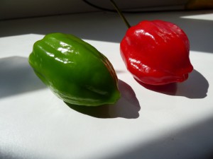 P1010128