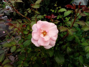 Pinke Rose