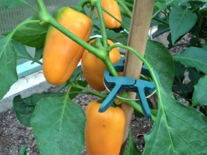 Lunchbox_Pepper_orange_reife_Fruechte