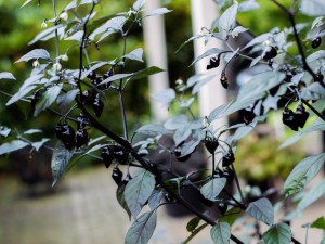 160905_Bode_Cross