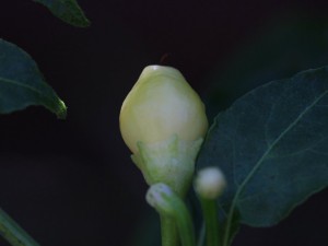 0038