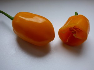 P1010277