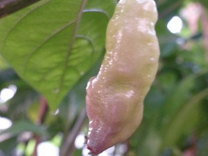P1000040