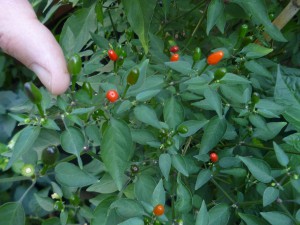 P1250180