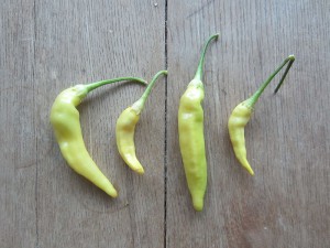 Aji Limon Güero