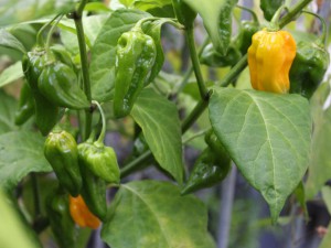 Fatalii