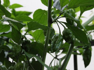Trinidad Moruga Scorpion Butch T - Kreuzung