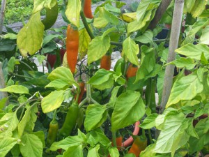 Jalapeño Orange