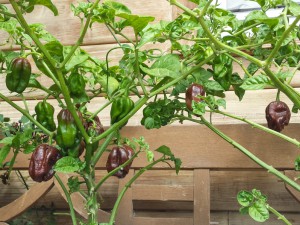 Habanero Chocolate