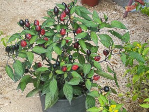 Black Olive