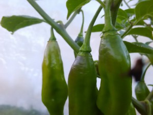 IMG_20160915_185455