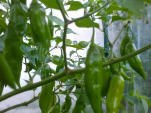 IMG_20160915_185513
