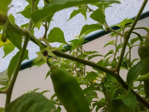 IMG_20160917_153343