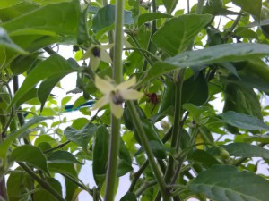 IMG_20160917_153405