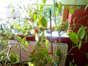 Bulgarian Teardrop