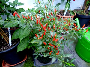 P1250336