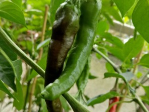 IMG_20160920_175416