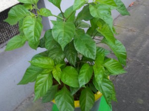 7 Pot Bubblegum