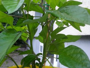 7 Pot Bubblegum