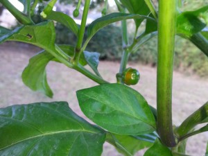 7 Pot Bubblegum