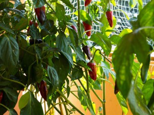 Pimiento_Piquillo_Pflanze