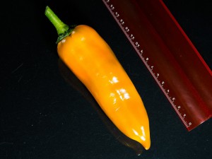 Corno_di_Toro_Giallo_Frucht1