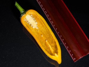 Corno_di_Toro_Giallo_Frucht2