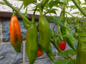 IMG_20160924_122415