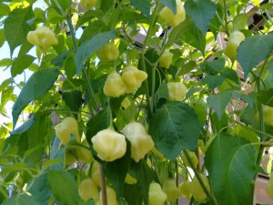 IMG_20160924_114140947