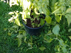 IMG_20160924_164742484