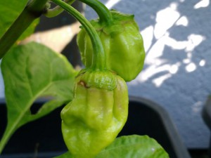 IMG_20160924_120427978