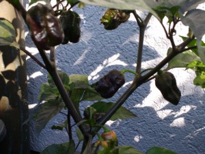 IMG_20160924_120451957