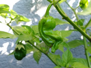 IMG_20160924_120534327