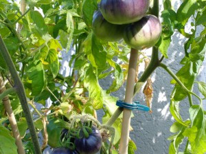 IMG_20160924_120724526