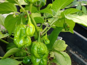 IMG_20160924_120840932