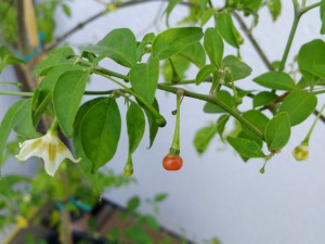 IMG_20160924_121651756
