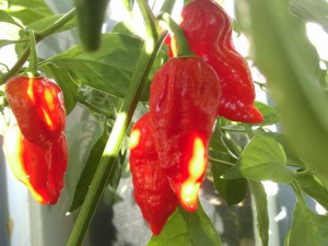 Naga Morich