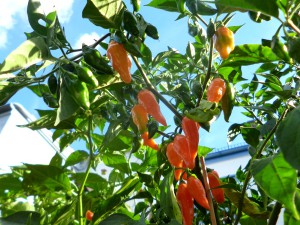 P1250579