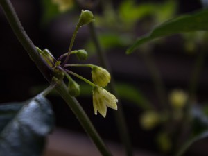 IMG_5593a