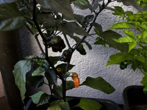 IMG_5596c