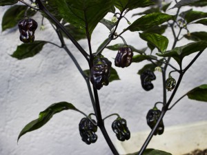 IMG_5600e