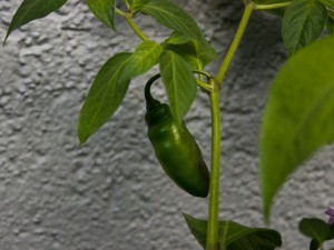 IMG_5601f