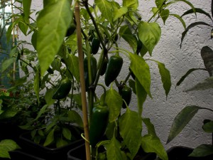 IMG_5602g