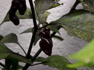IMG_5603h