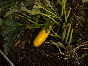 IMG_5611m
