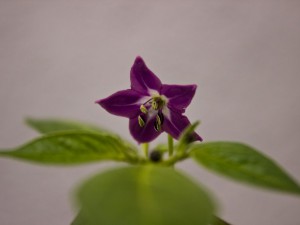 IMG_5621s
