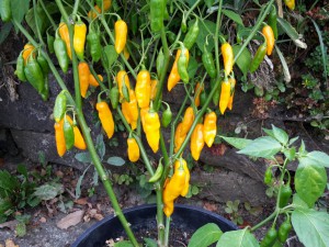 Chili 2016 0310 012