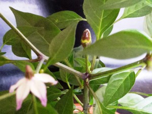 Chili 2016 0310 023